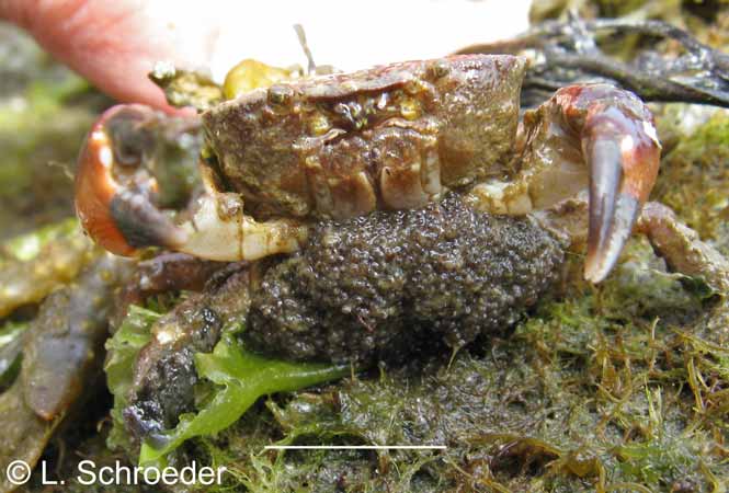 Lophopanopeus bellus