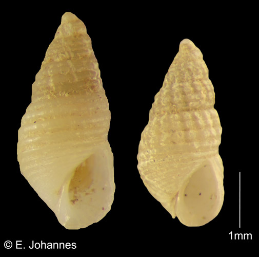 Boonea cf. cincta