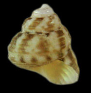 Lirularia lirulata