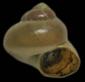 Margarites helicinus