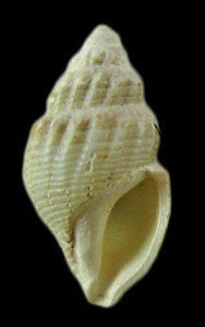 Oenopota excurvata