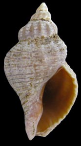 Urosalpinx cinerea