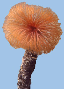 Schizobranchia insignis